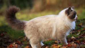 Čo robí pohyb chvosta Cat